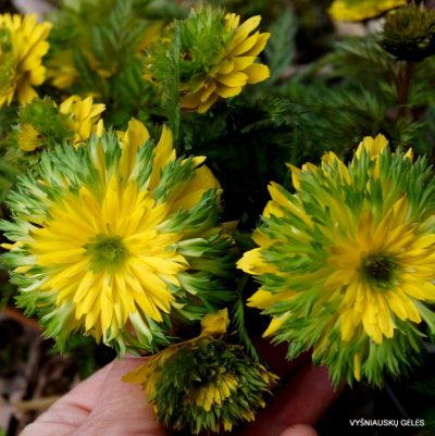 Adonis amurensis ‘Sandanzaki’