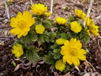 Adonis ramosa (2) Adonis ramosa (2)