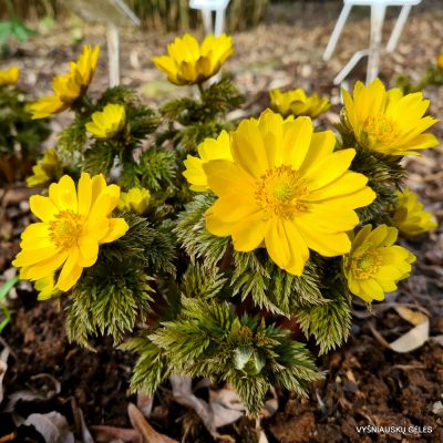 Adonis ramosa