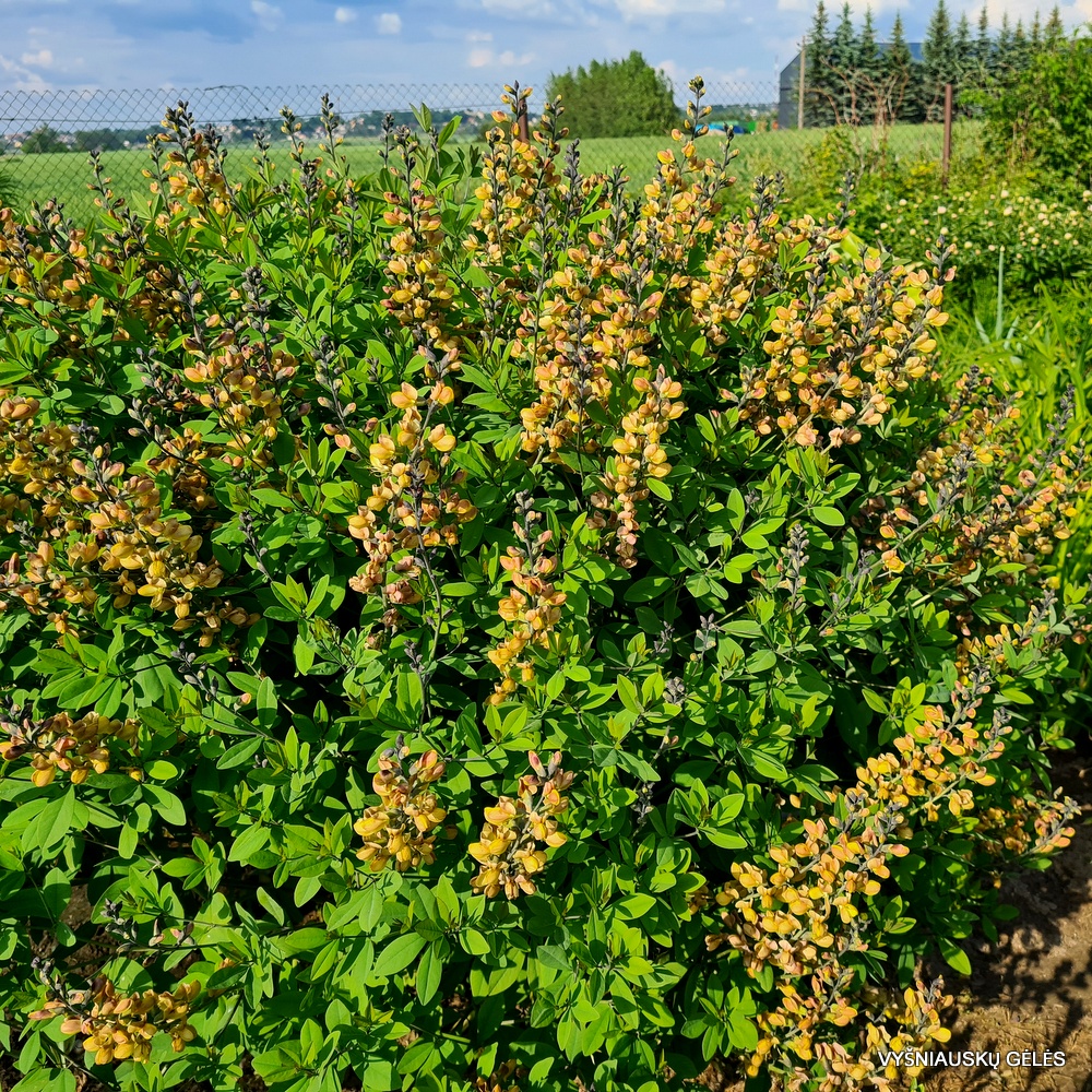 Baptisia ‘Keistuolė’ (3)