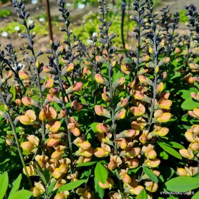 Baptisia ‘Keistuolė’ Baptisia ‘Keistuolė’