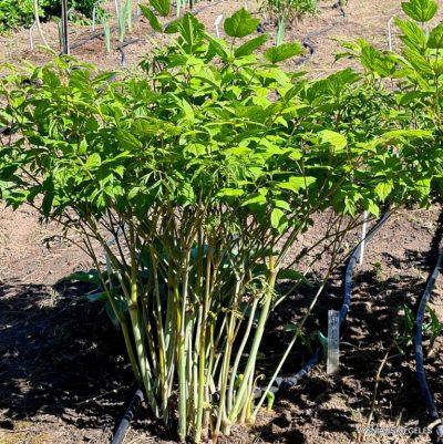 Cimicifuga simplex ‘Sodo Pilis’ (2)