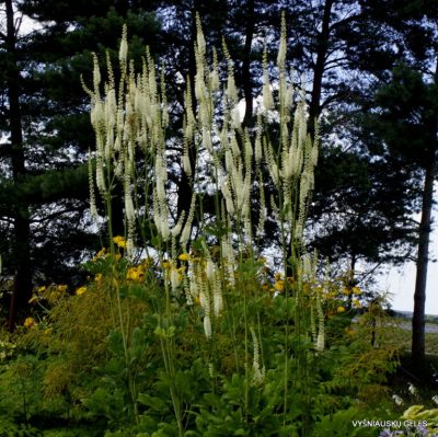 Cimicifuga simplex ‘Sodo Pilis’
