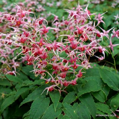 Epimedium 'Pink Champagne'