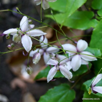 Epimedium acuminatum 'Night Mistress'