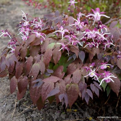 Epimedium grandiflorum 'Dark Beauty'