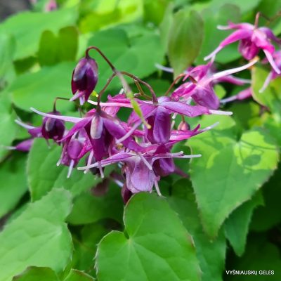 Epimedium grandiflorum 'Shiho'
