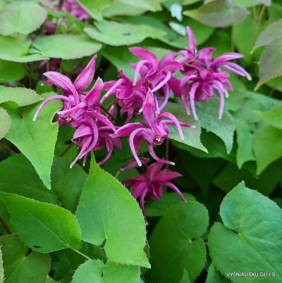 Epimedium grandiflorum ‘Red Beauty‘