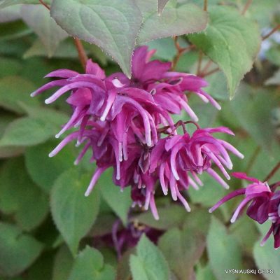 Epimedium grandiflorum ‘Rose Queen’