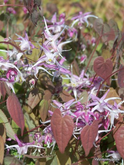 Epimedium grandiflorum ‘Tama no Genpei‘ (2)