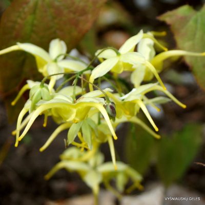 Epimedium lishihchenii (2)