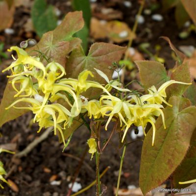 Epimedium lishihchenii