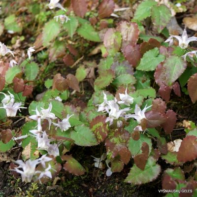 Epimedium pauciflorum (2) Epimedium pauciflorum (2)