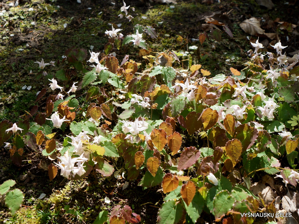 Epimedium pauciflorum (3)