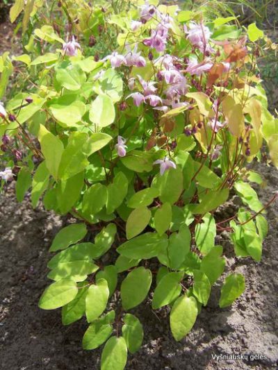 Epimedium x youngianum ‘Roseum‘ (2)
