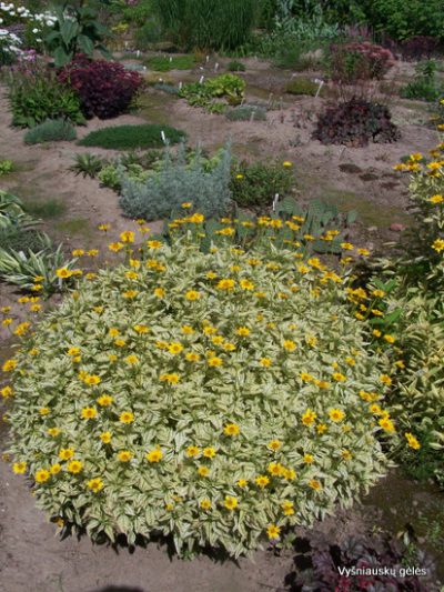 Heliopsis helianthoides ‘Debesėlis‘ (2)