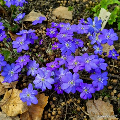 Hepatica transsilvanica