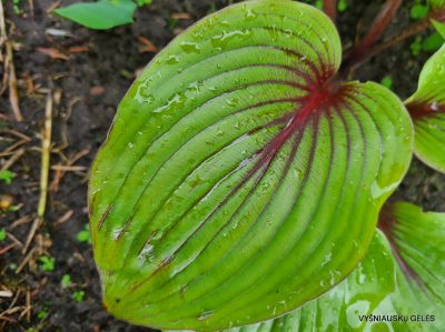 Hosta 'Almost' (2)