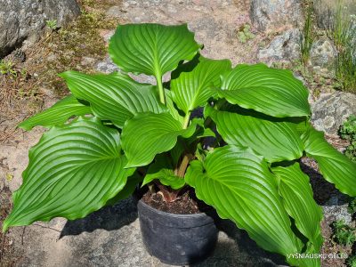 Hosta 'Armani' (2)