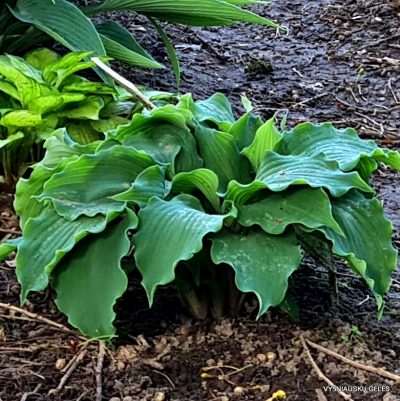 Hosta 'Frisian Waving Steel'