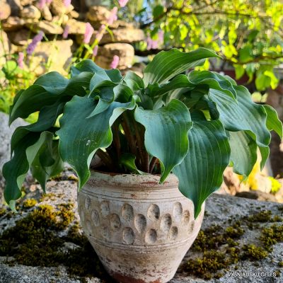 Hosta 'Frisian Waving Steel'