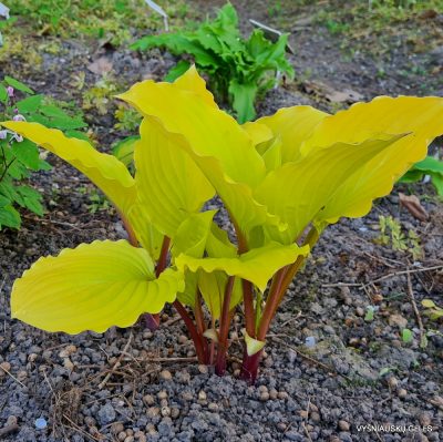 Hosta 'Fruit Punch'