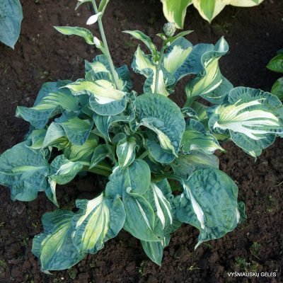 Hosta 'Golden Meadows' (2)