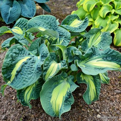 Hosta 'Golden Meadows'