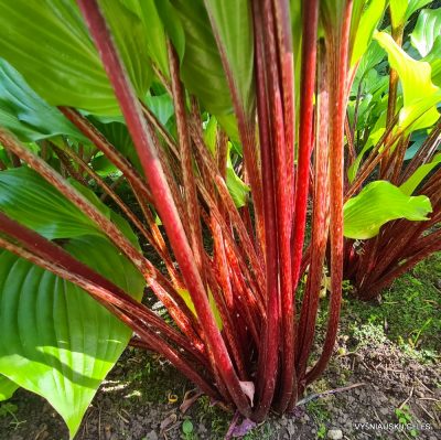 Hosta 'Holar Garnet Crow' (2)