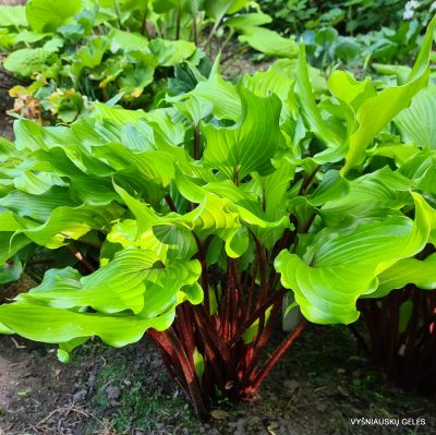 Hosta 'Holar Garnet Crow'