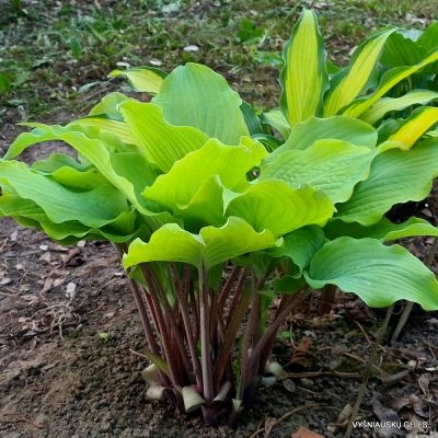 Hosta 'Holar Rising Flame' (2)