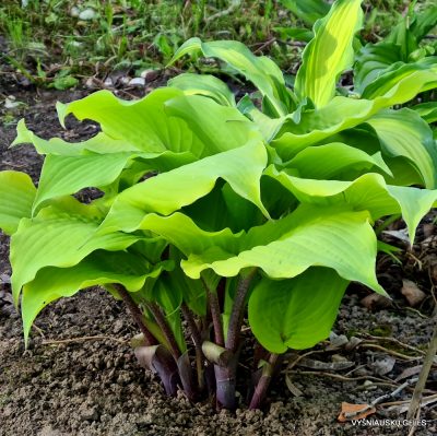 Hosta 'Holar Rising Flame'