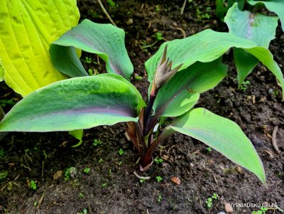 Hosta 'Jack Berry'