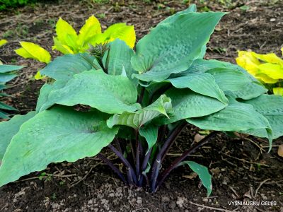 Hosta 'Jack Berry' (2)