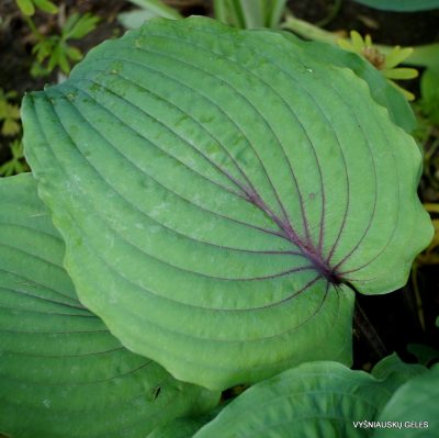 Hosta 'Jack Berry' (2)