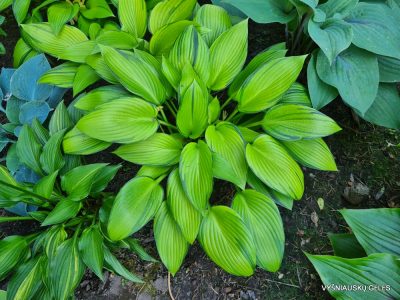 Hosta 'June Fever' (2)