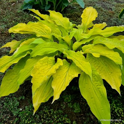 Hosta 'Lipstick Blonde' Hosta 'Lipstick Blonde'