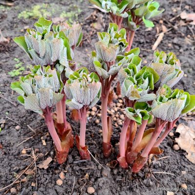 Paeonia daurica subsp.daurica