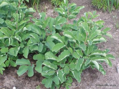 Paeonia daurica subsp.daurica (2)