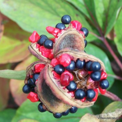 Paeonia daurica subsp.daurica