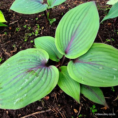 ‘Holar Purple Flash’