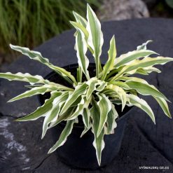 'Alakazaam'