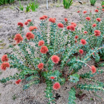 Rhodiola heterodonta