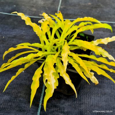 hosta Atom Smasher
