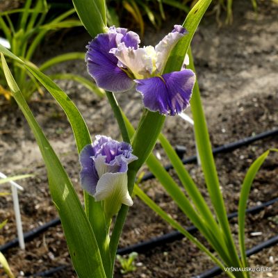Iris ‘Arrows’