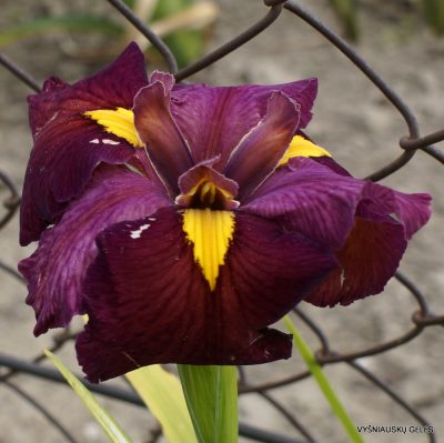 Iris 'Ann Chowning'