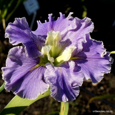Iris ‘Arrows’