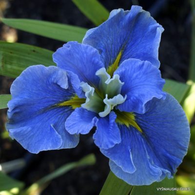 Iris 'Blue Mountain Mist' (2)