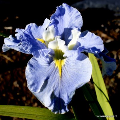 Iris 'Blue Mountain Mist'