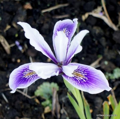 Iris ‘Broadleigh Nancy’